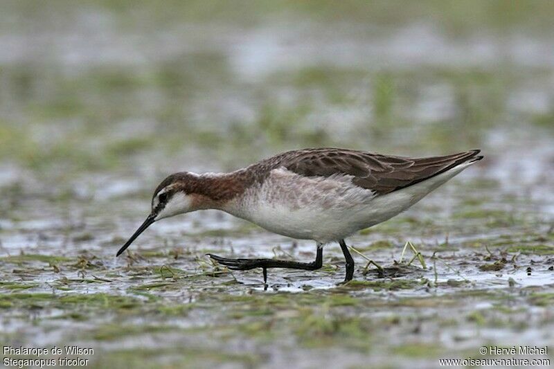 Wilson's Phalarope male adult breeding