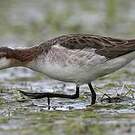 Phalarope de Wilson