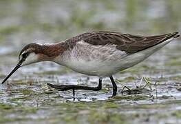 Wilson's Phalarope