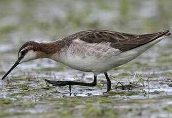 Phalarope de Wilson