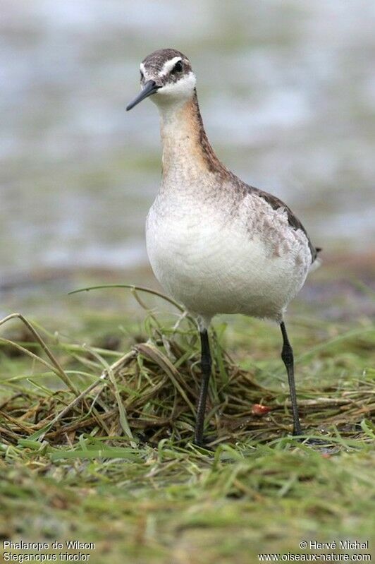 Wilson's Phalarope male adult breeding