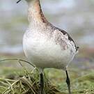 Phalarope de Wilson