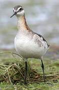 Phalarope de Wilson