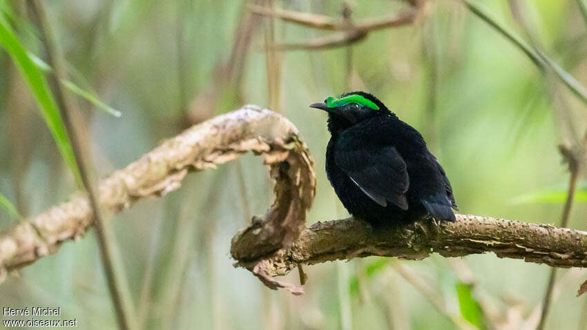 Philépitte veloutée mâle adulte, identification