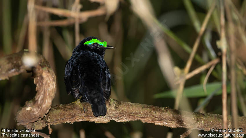 Velvet Asity male adult