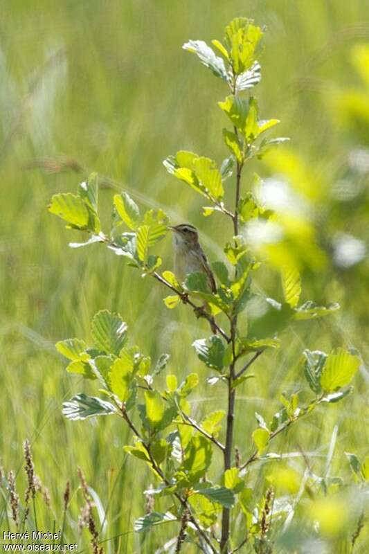 Aquatic Warbler male adult breeding, habitat, song, Behaviour