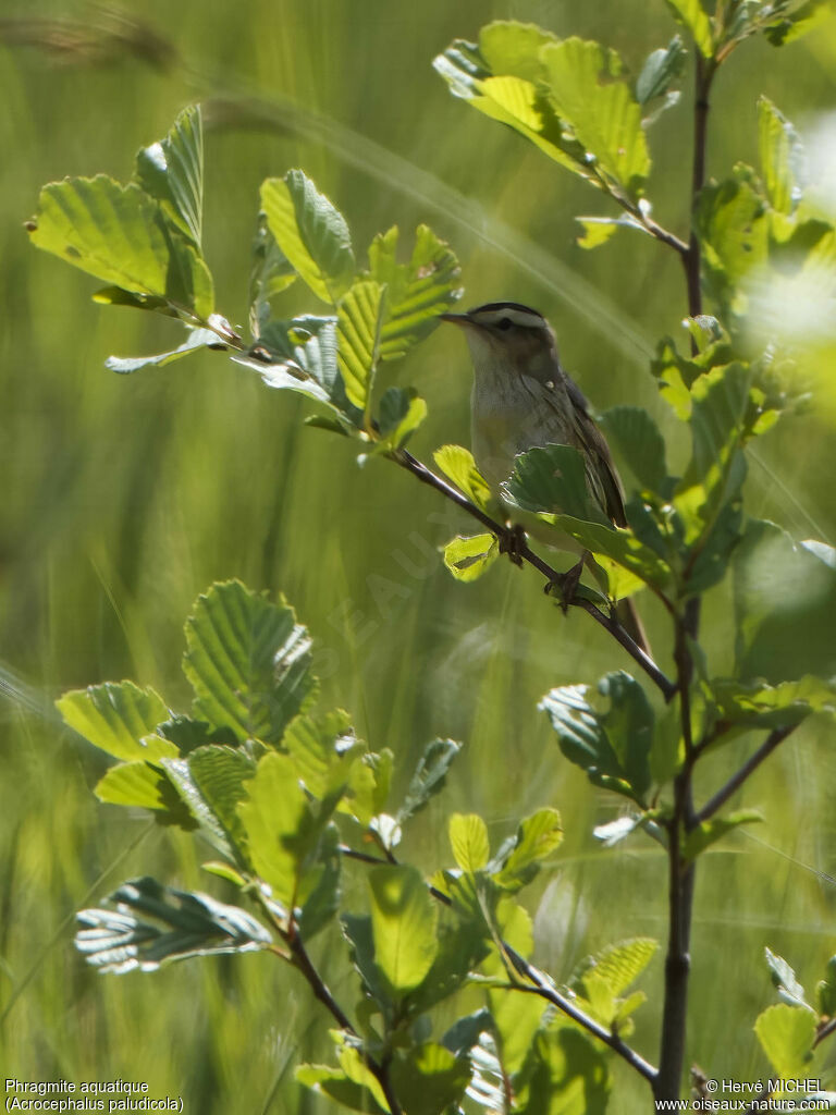 Aquatic Warbler