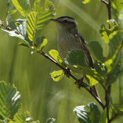 Aquatic Warbler