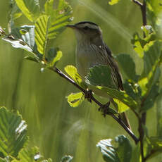 Phragmite aquatique