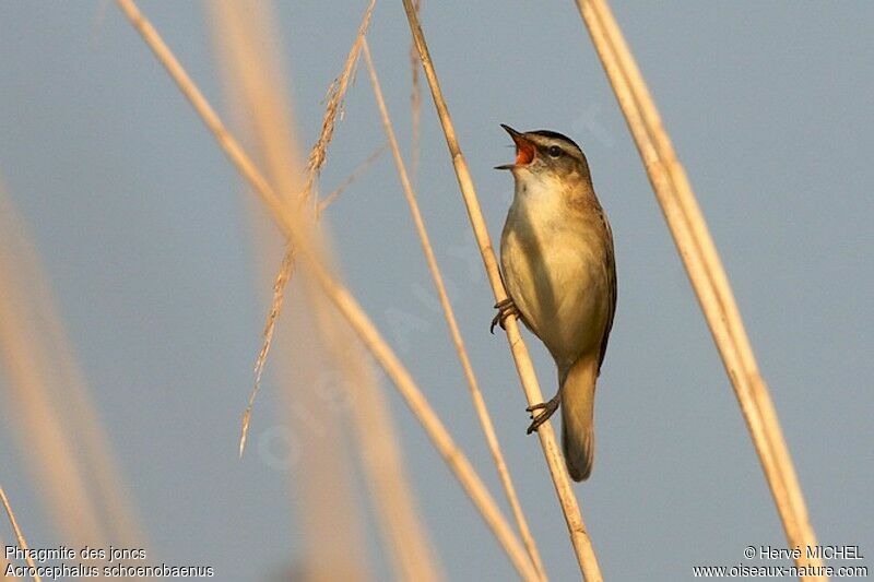 Sedge Warbler male adult breeding, identification