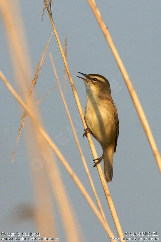 Sedge Warbler male adult breeding