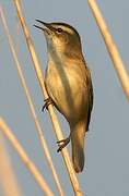 Sedge Warbler