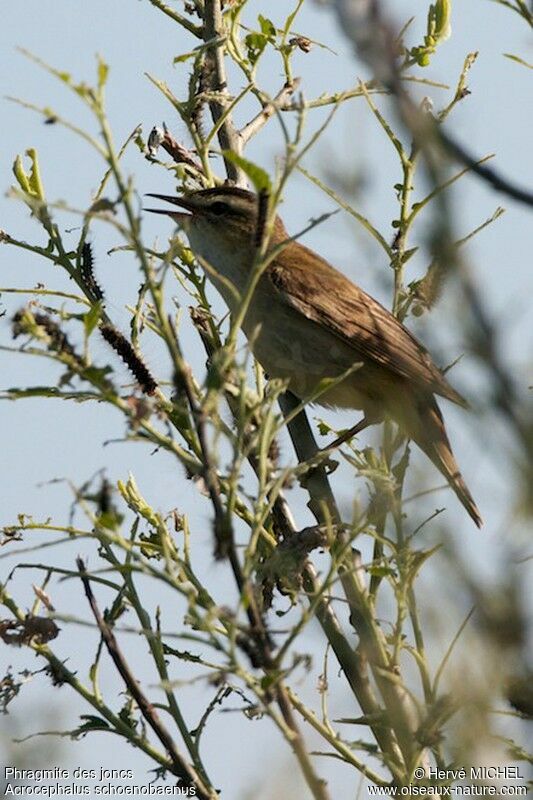 Sedge Warbler male adult breeding