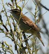 Sedge Warbler