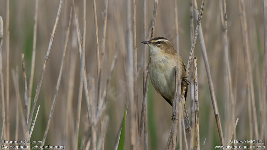 Sedge Warbler male adult breeding