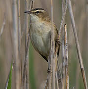 Sedge Warbler