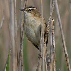 Phragmite des joncs