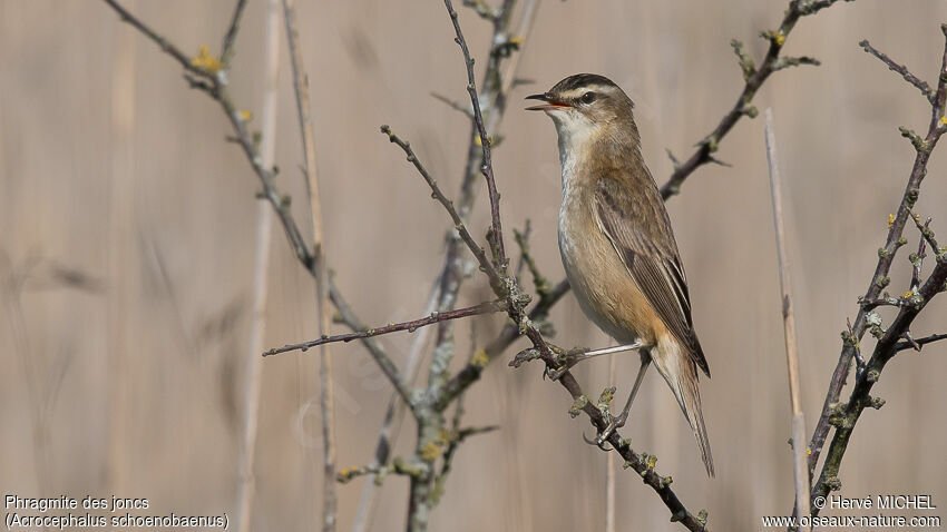 Sedge Warbler male adult breeding