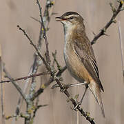 Sedge Warbler