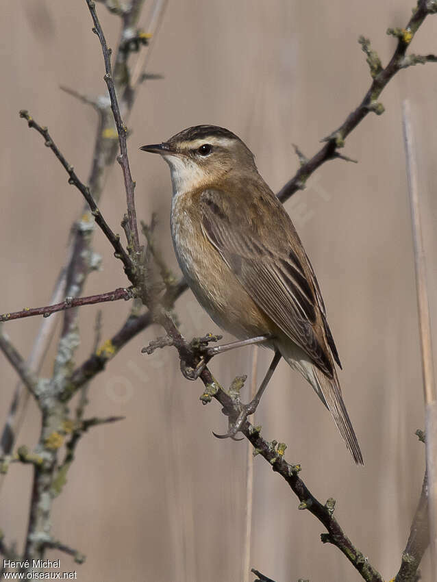 Sedge Warbler male adult breeding, identification