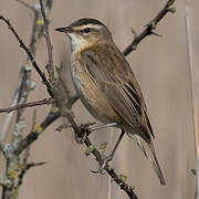 Sedge Warbler