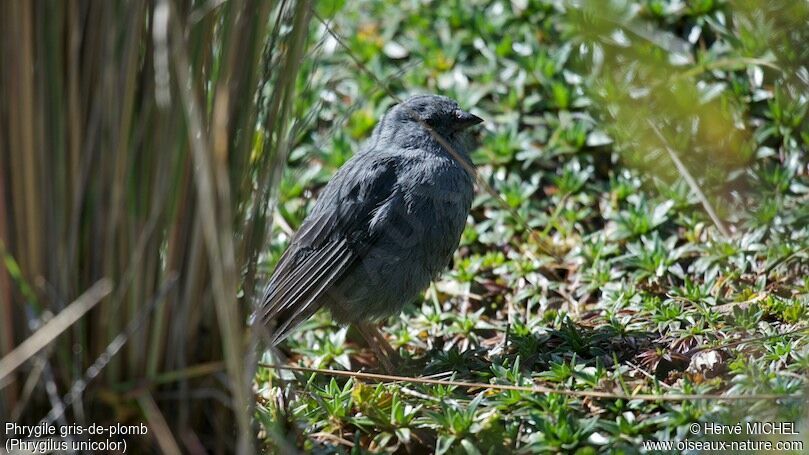 Plumbeous Sierra Finch male adult