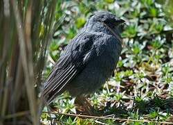 Plumbeous Sierra Finch