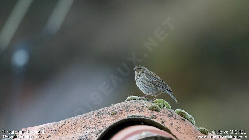 Plumbeous Sierra Finch female adult