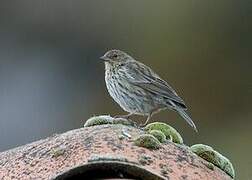 Plumbeous Sierra Finch