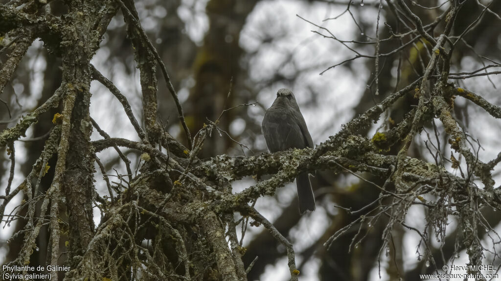 Abyssinian Catbird