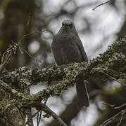 Abyssinian Catbird