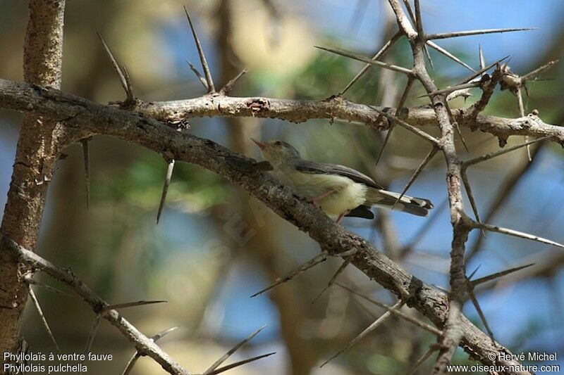 Buff-bellied Warbler