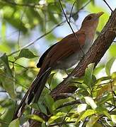 Squirrel Cuckoo