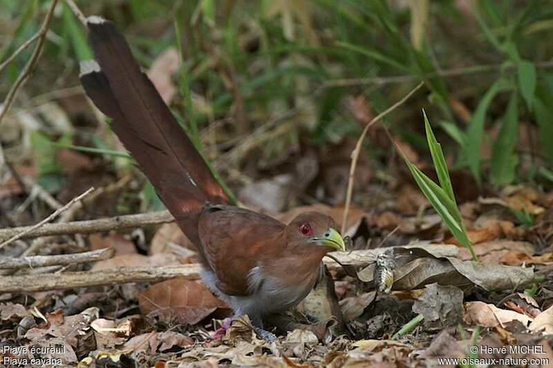 Piaye écureuiladulte, identification