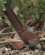 Squirrel Cuckoo