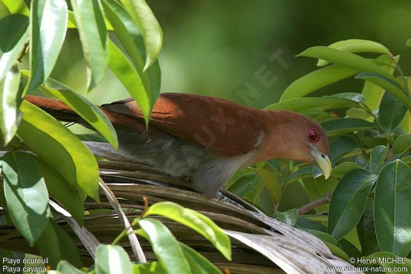 Piaye écureuiladulte, identification