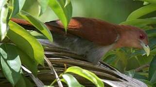 Squirrel Cuckoo