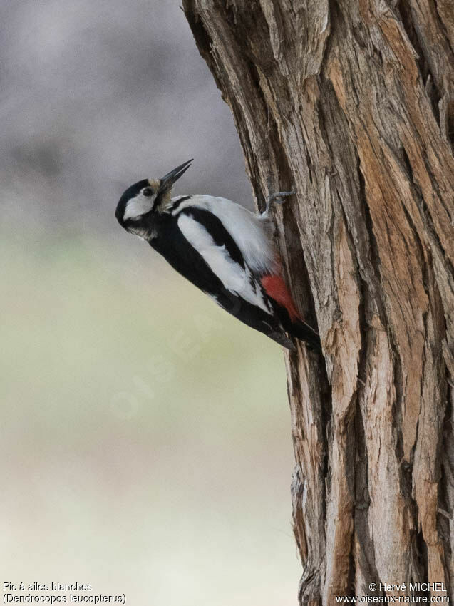 White-winged Woodpeckeradult