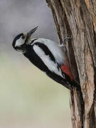 White-winged Woodpecker