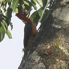 Pic à cou rouge