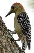 Red-crowned Woodpecker