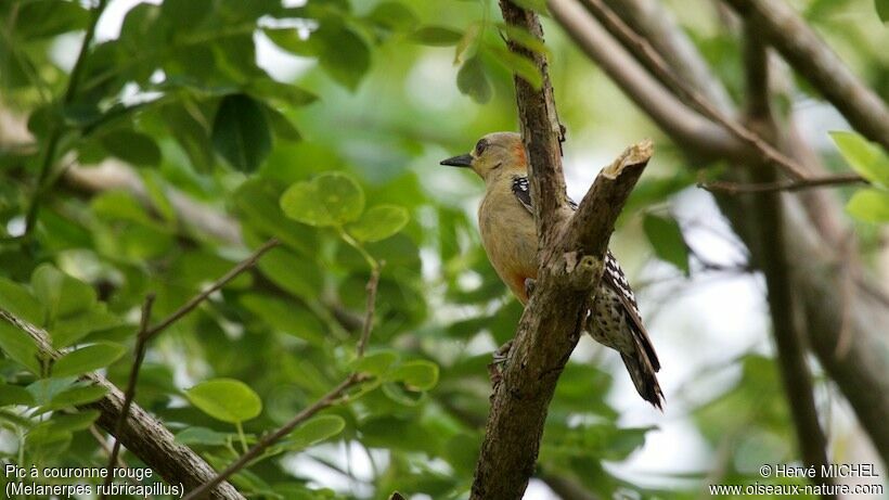 Red-crowned Woodpecker