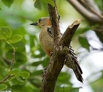 Red-crowned Woodpecker