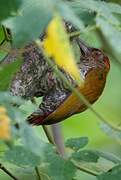 Red-rumped Woodpecker