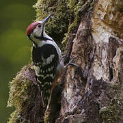 White-backed Woodpecker