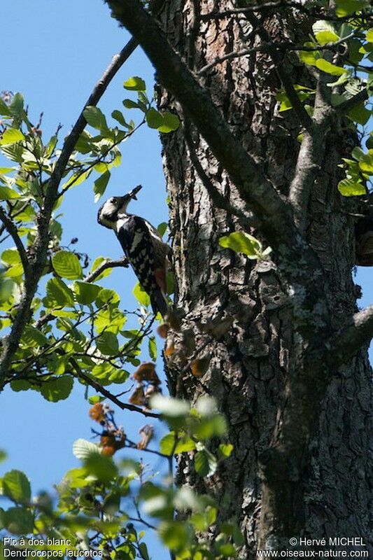 White-backed Woodpecker female adult