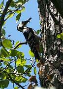 White-backed Woodpecker