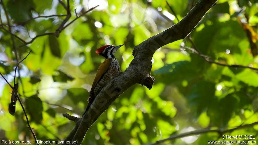 Common Flameback