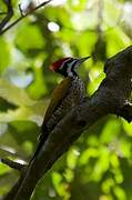 Common Flameback