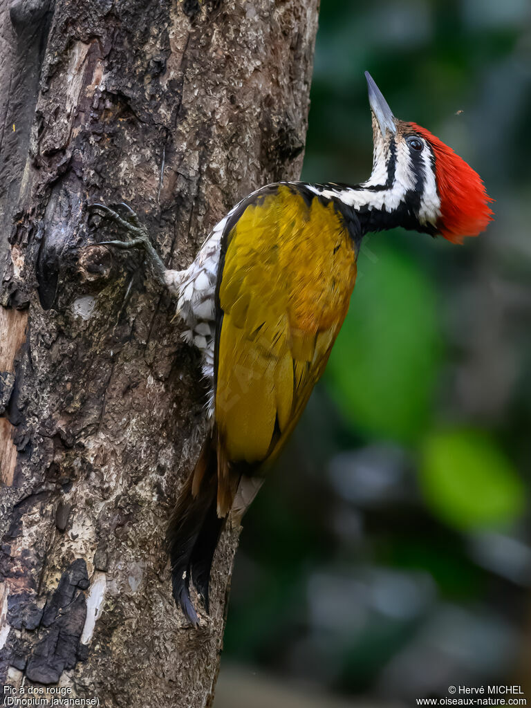 Common Flameback